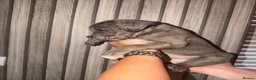 Cane Corso dogs for sale: Cane corso puppies  - Advert 5