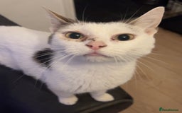 Mixed Breed cats for sale: [FREE] 4 YEAR OLD INDOOR FEMALE CAT - Image 1