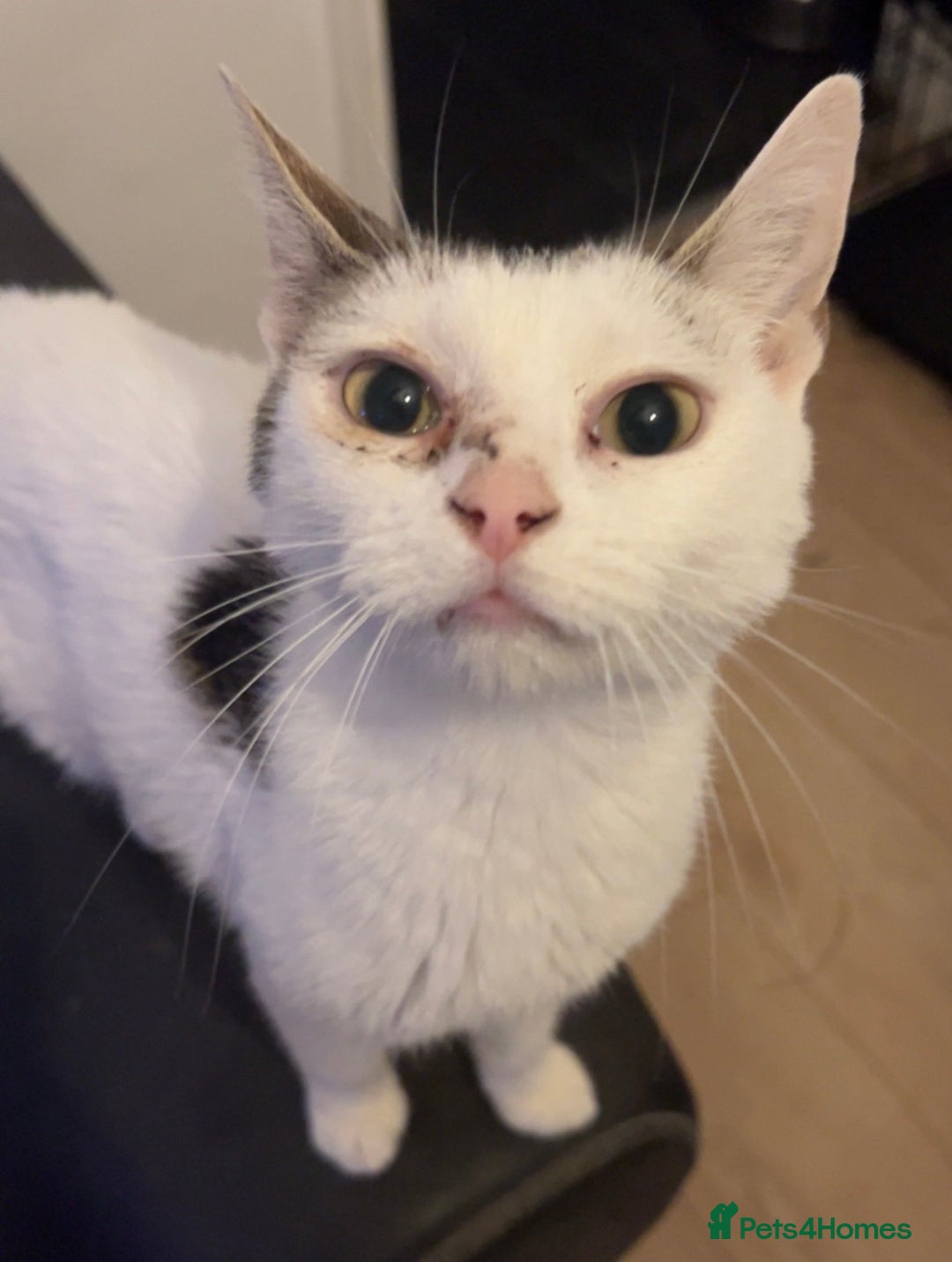 Mixed Breed cats for sale: [FREE] 4 YEAR OLD INDOOR FEMALE CAT - Image 1
