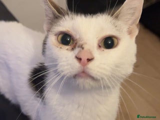 Mixed Breed cats - Advert 36