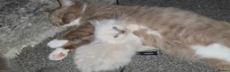 British Shorthair cats for sale: Two British shorthairs  - Advert 3