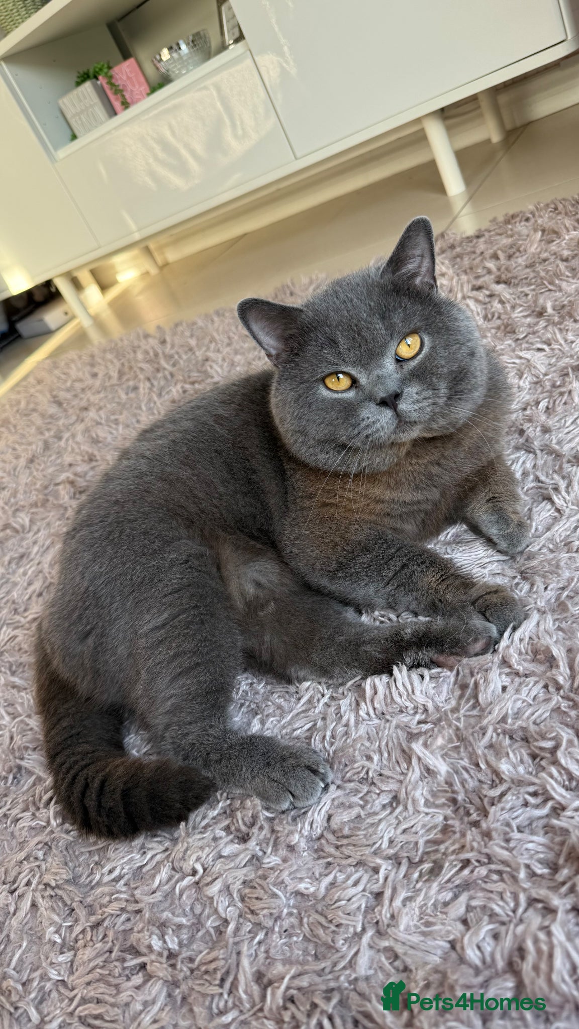 British Shorthair cats Blue GCCF BSH Stud - Advert 4