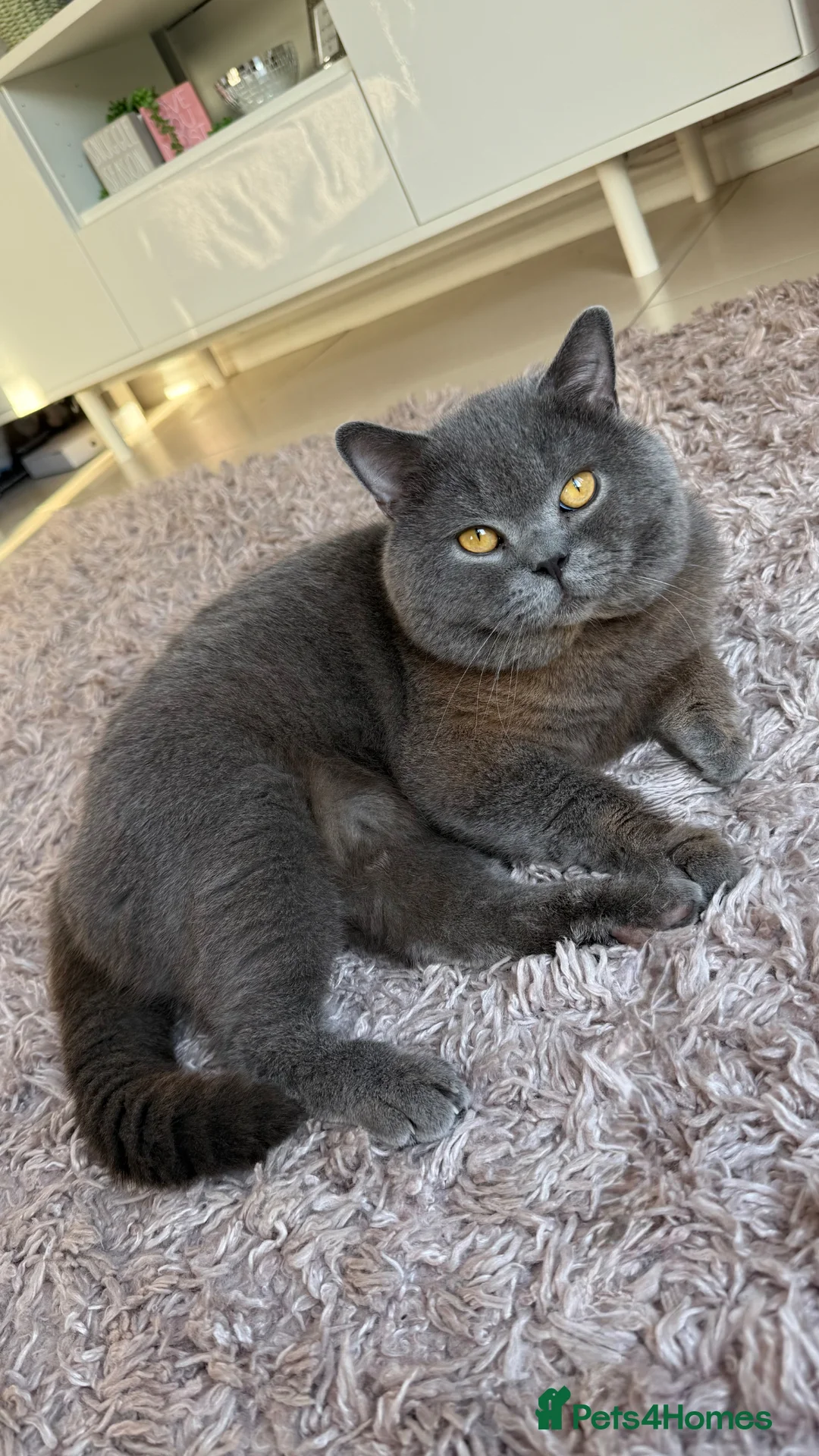 British Shorthair cats for stud: Blue GCCF BSH Stud - Advert 1