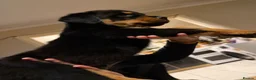 Rottweiler dogs for sale: 2 Beautiful and Playful Rottweiler puppies  - Advert 17