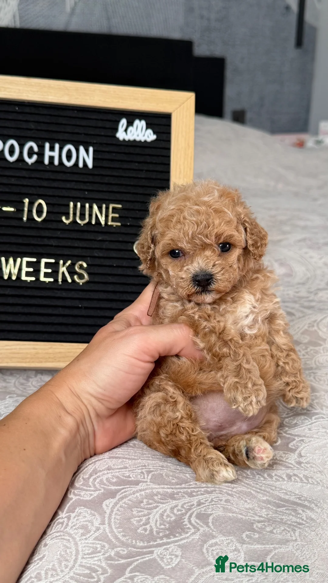 Bichon Frise dogs for sale: Poochon F1 puppies from Health Tested parents  - Advert 1