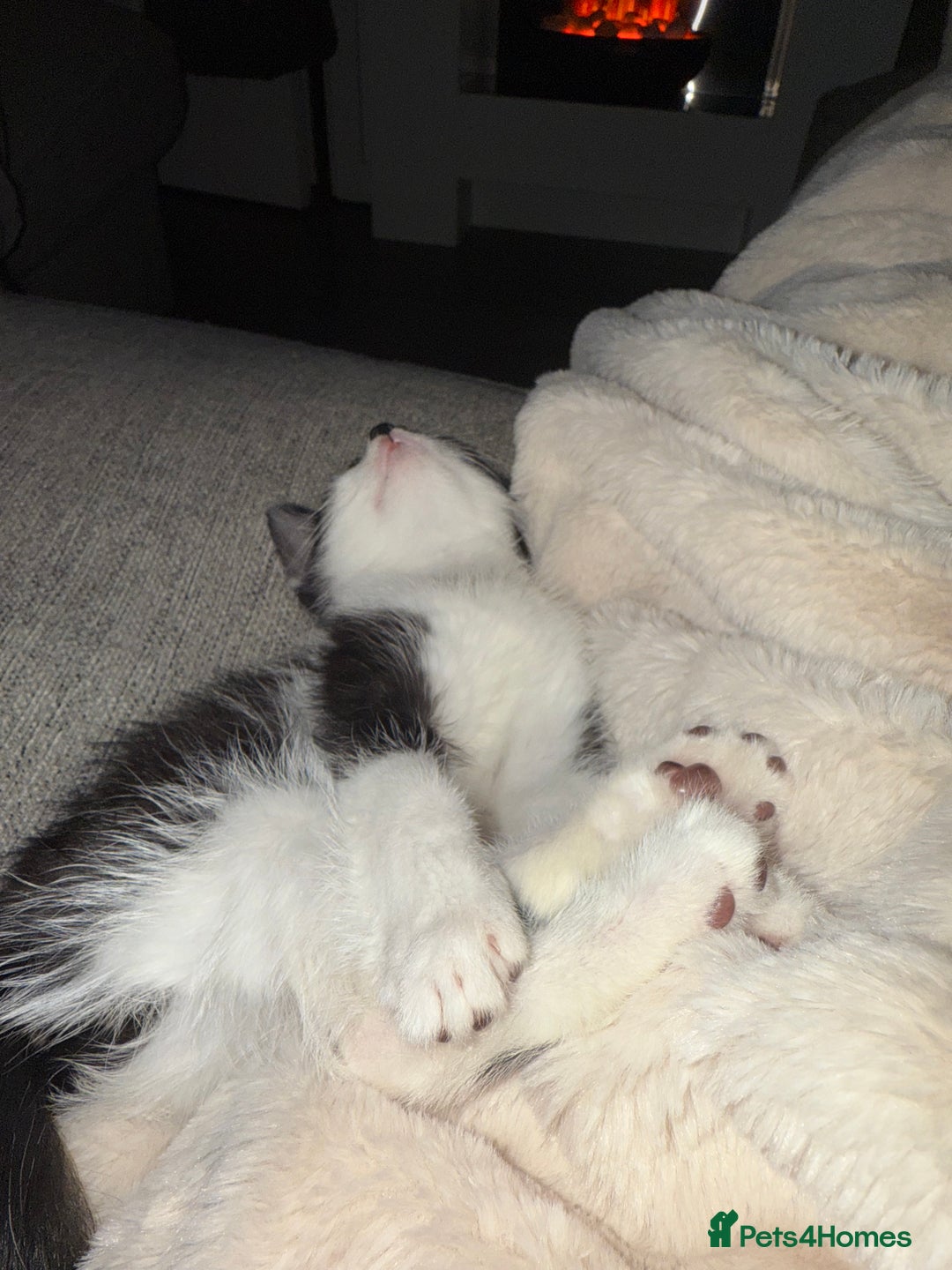 Turkish Angora cats for sale: Kittens Ready To Go!  - Image 4