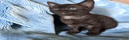 Bengal cats for sale: Smoke Boy Available for his forever home  - Advert 8