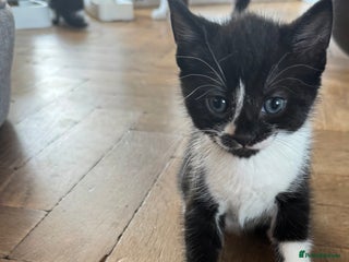 Mixed Breed cats - Advert 6