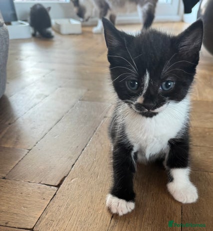 Mixed Breed cats - Advert 4
