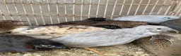 Mixed Breed poultry for sale: Beautiful Quals and Quals and chicken - Advert 21