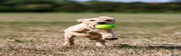 Labrador Retriever dogs for sale: QUALITY COMPETITION PROSPECT in Gloucester - Advert 1