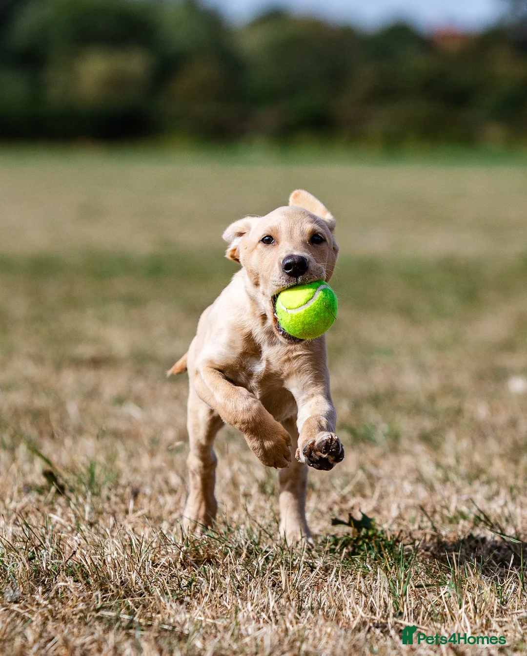 Labrador Retriever dogs for sale: QUALITY COMPETITION PROSPECT in Gloucester - Advert 1