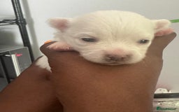 Pomchi dogs for sale: Beautiful Fluffy Pomchis - Image 15