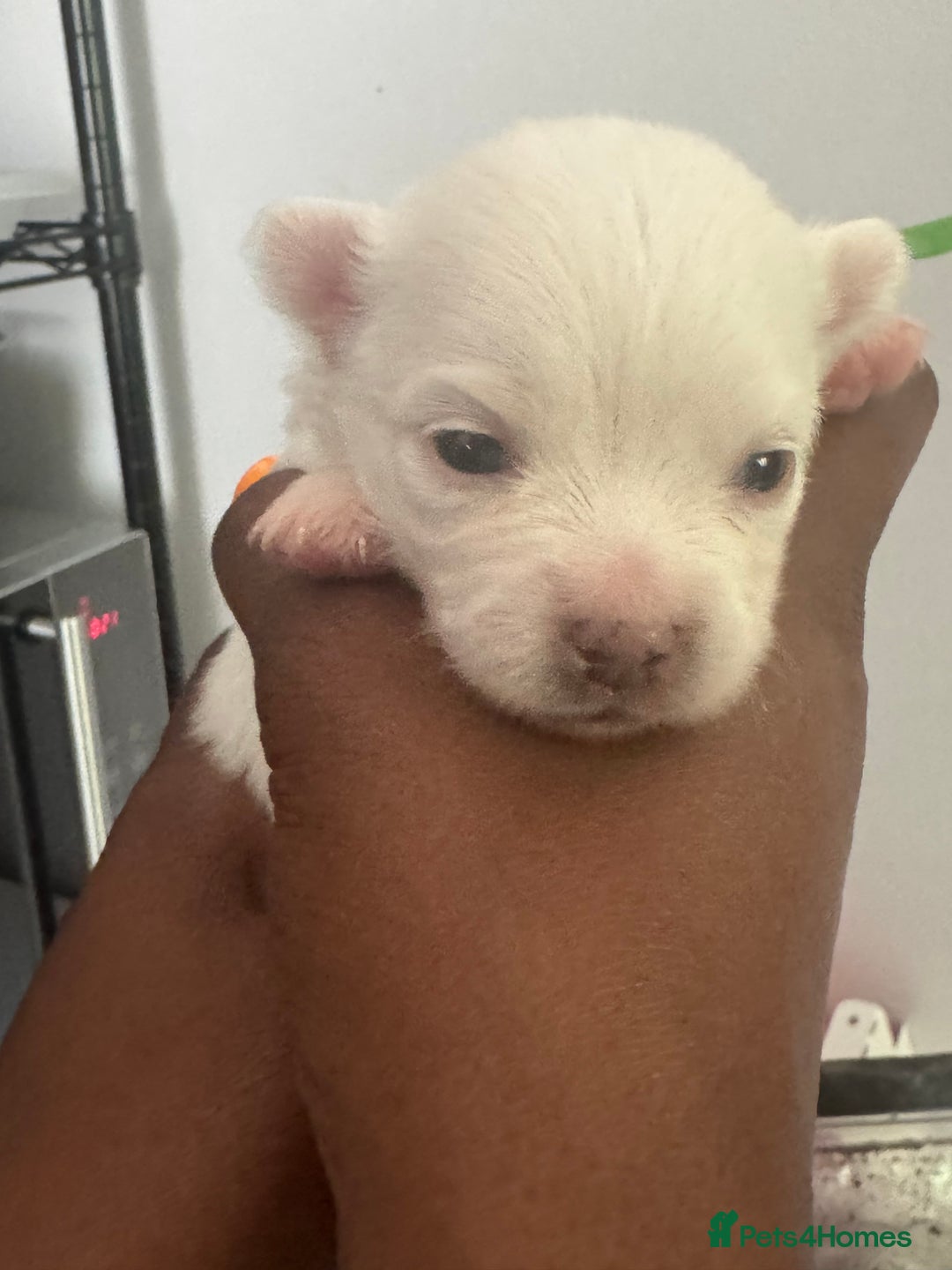 Pomchi dogs for sale: Beautiful Fluffy Pomchis - Image 15