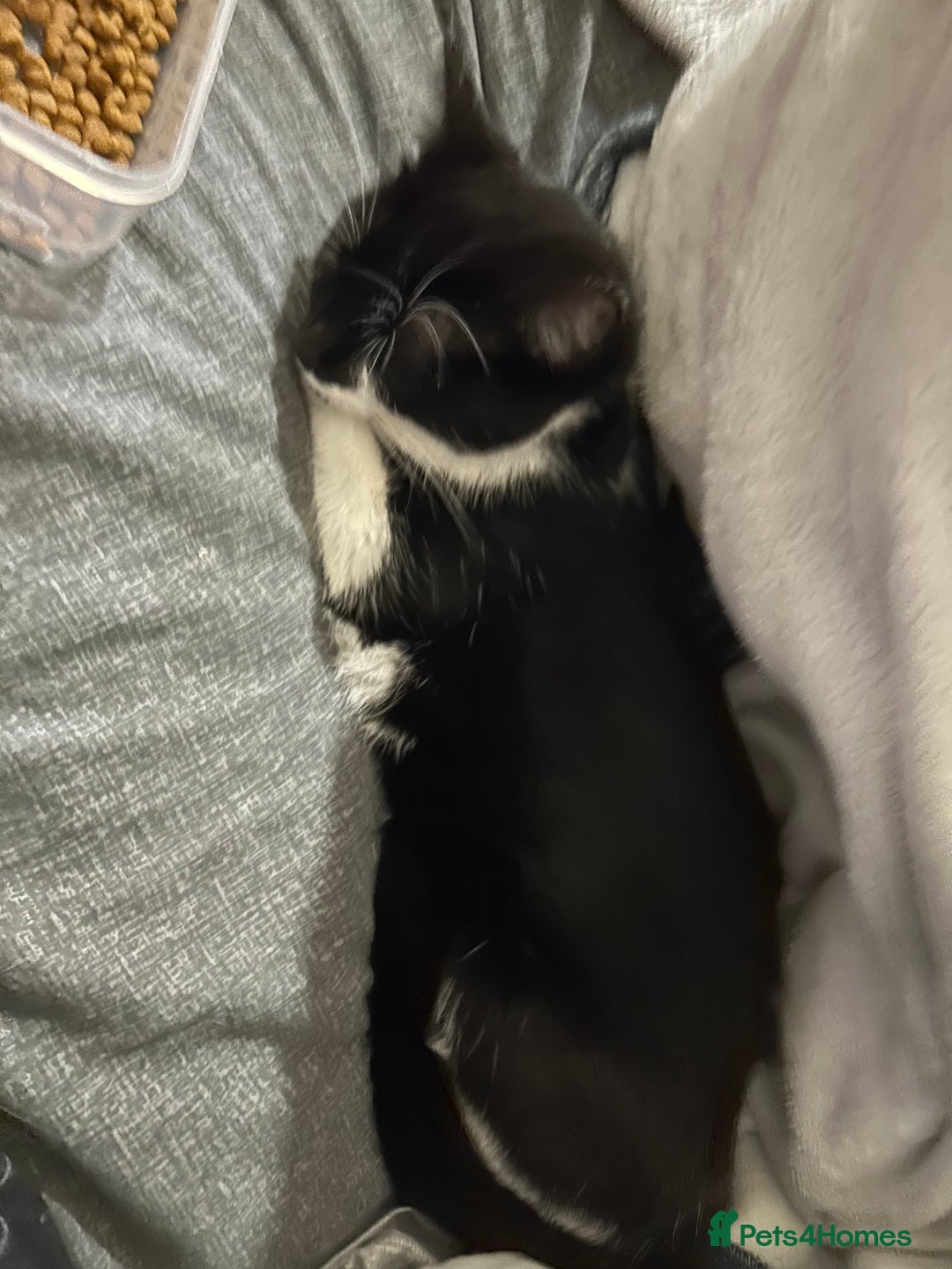 Mixed Breed cats for sale: Duchess mason - Advert 7