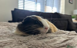 Guinea Pig rodents for sale: 4 guinea pigs  - Image 10