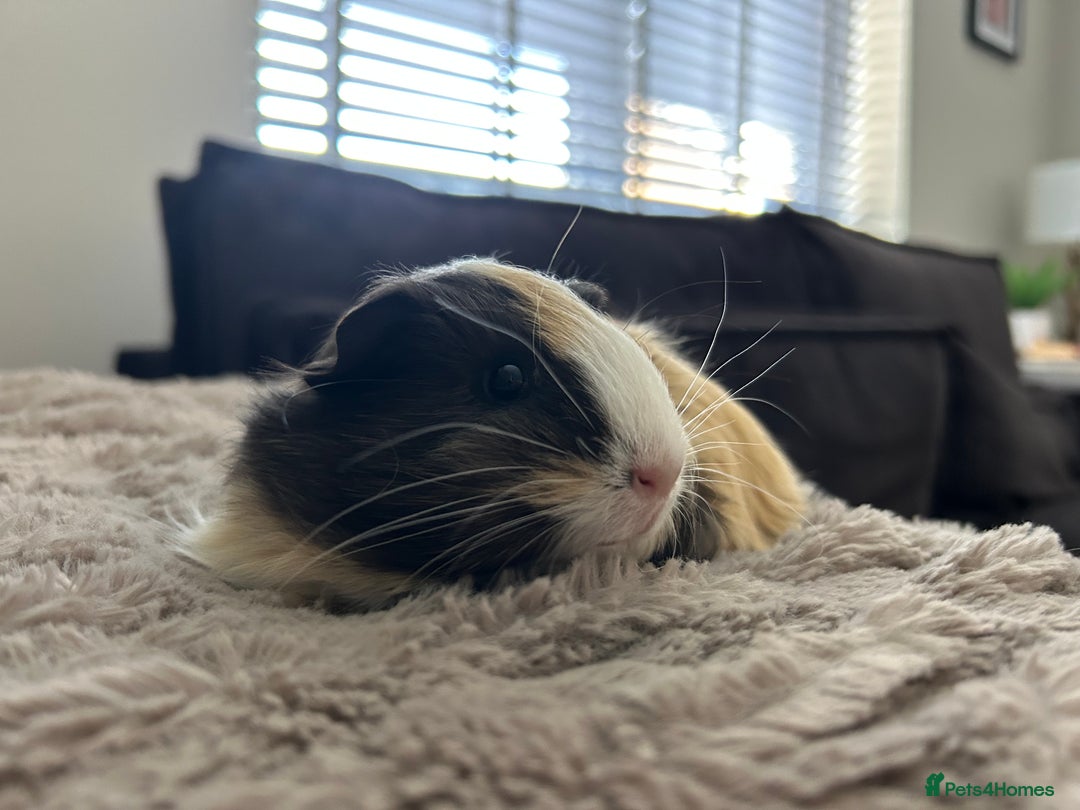 Guinea Pig rodents for sale: 4 guinea pigs  - Image 10