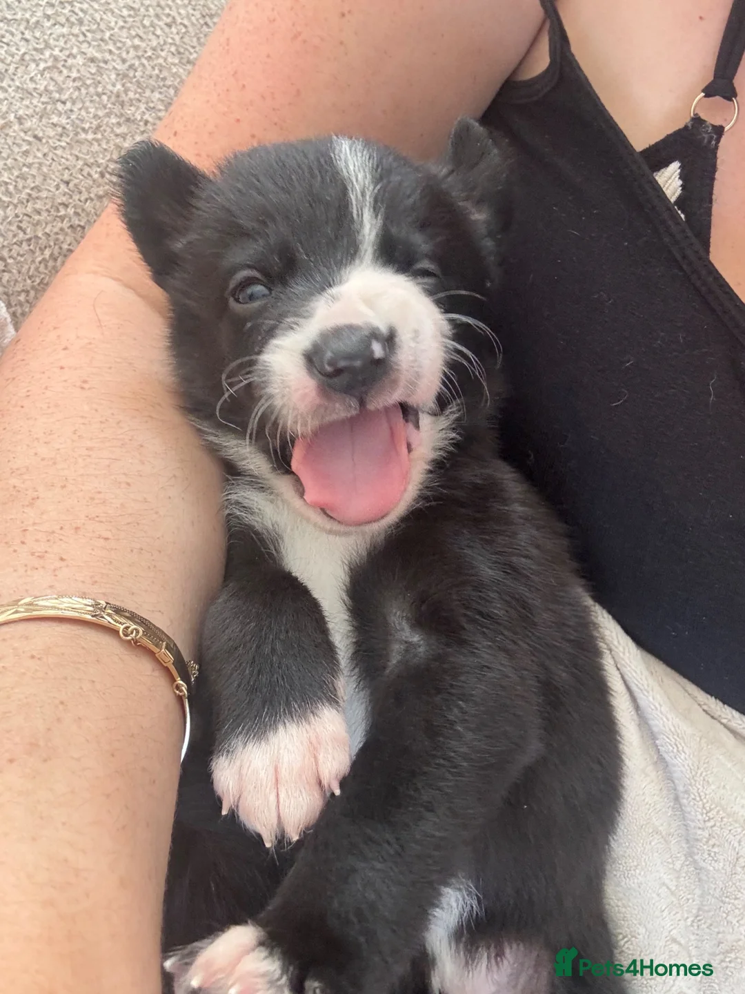 Border Collie dogs for sale: Meet your new best friend 🐾🥹 - Advert 2