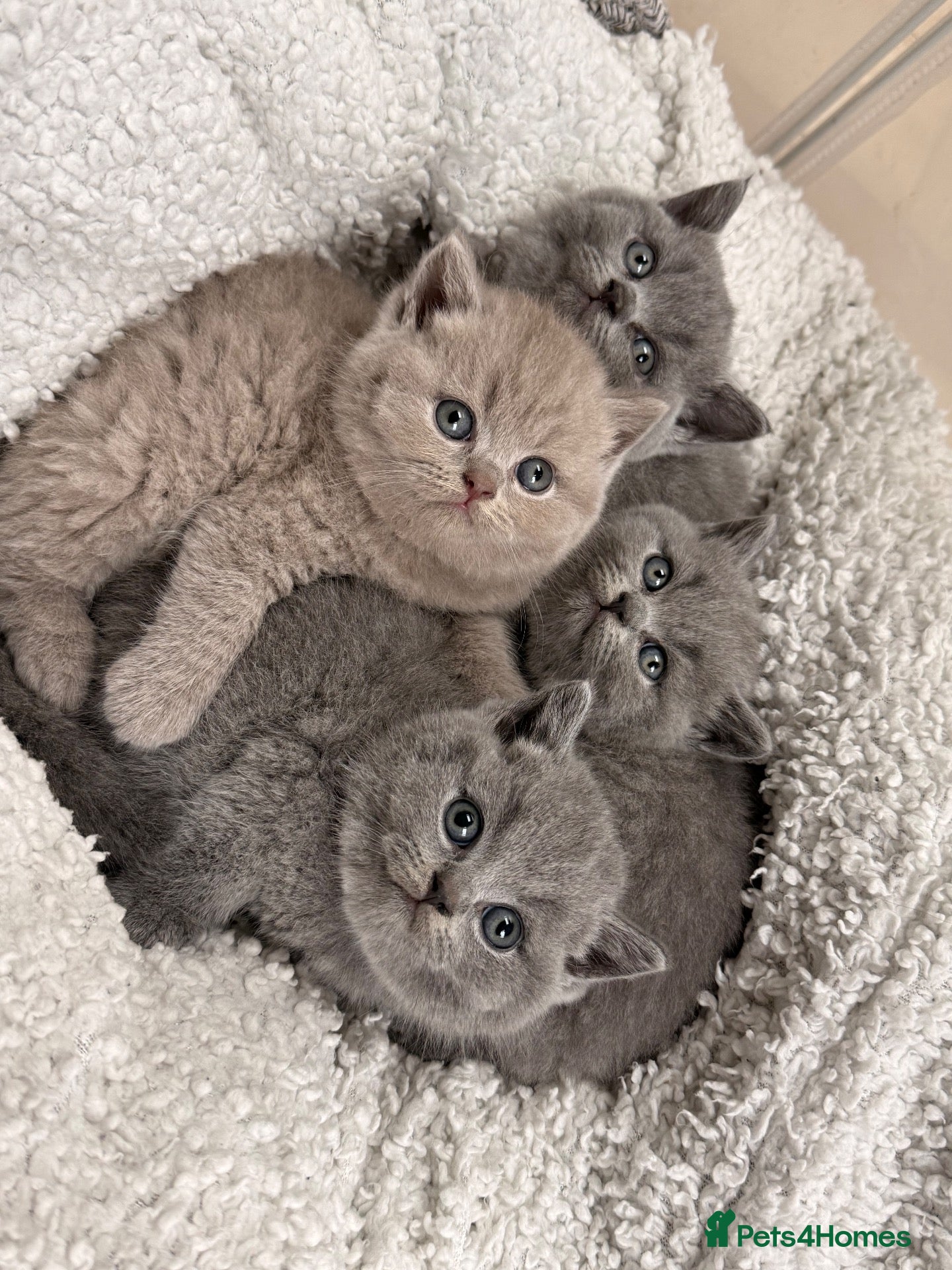 British Shorthair cats 💕🏅🏅CHAMP BLOOD BRITISH SHORT HAIR KITTENS🏅🏅💕 - Advert 1