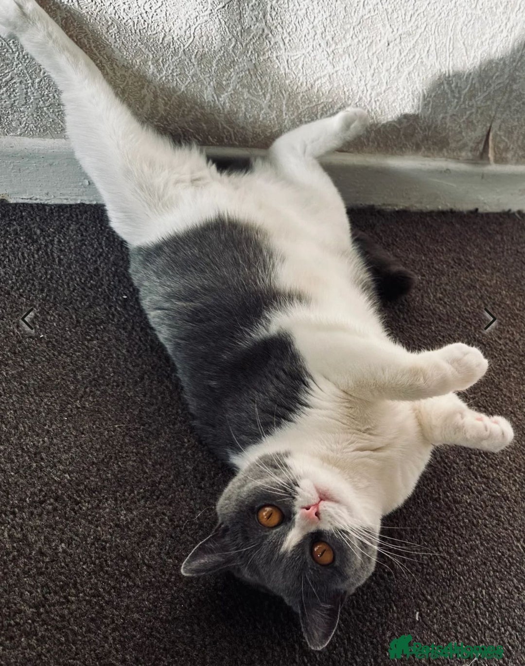 British Shorthair cats for sale: Stunning kittens 🎀🩵💞 - Advert 7