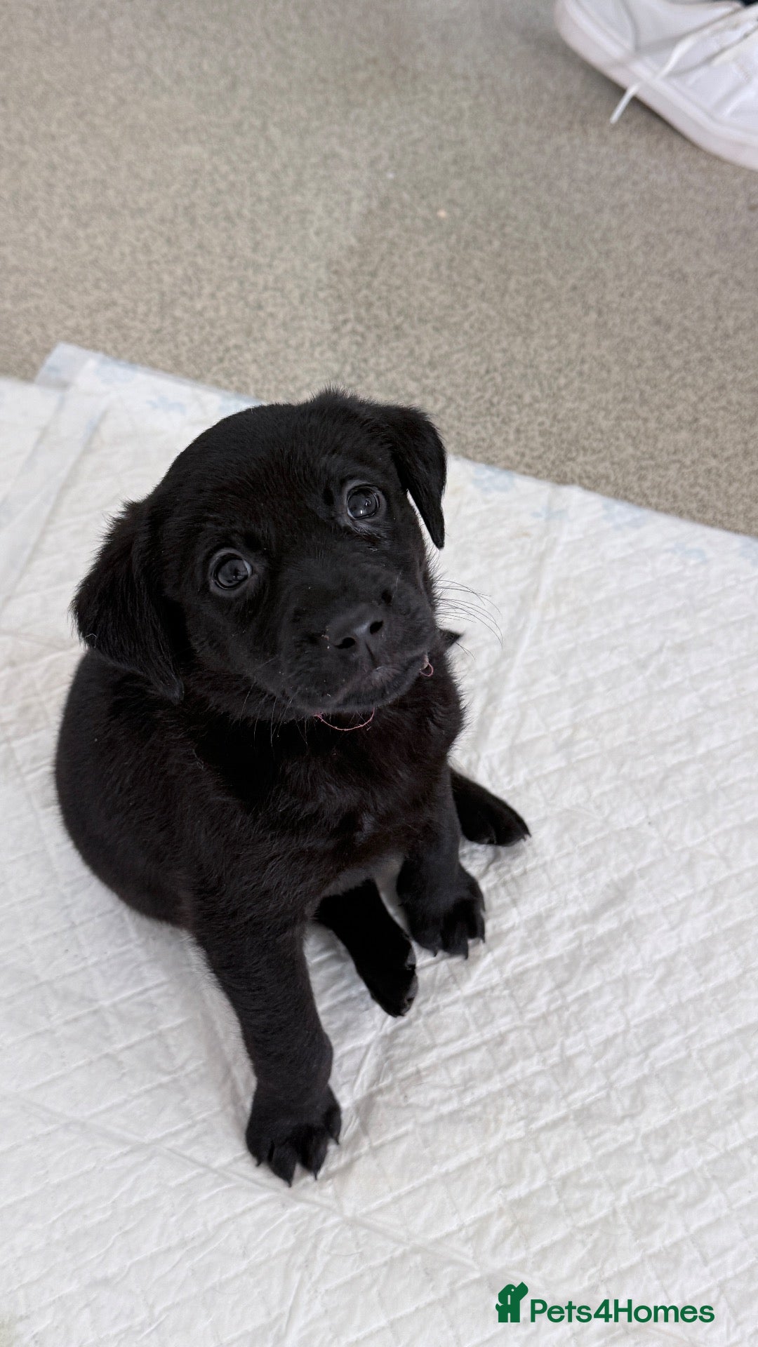 Labrador Retriever dogs Stunning Labrador Puppies For Sale 🐾  - Advert 1