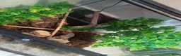 Gecko reptiles for sale: Crested gecko and full setup in Newcastle upon Tyne - Advert 2