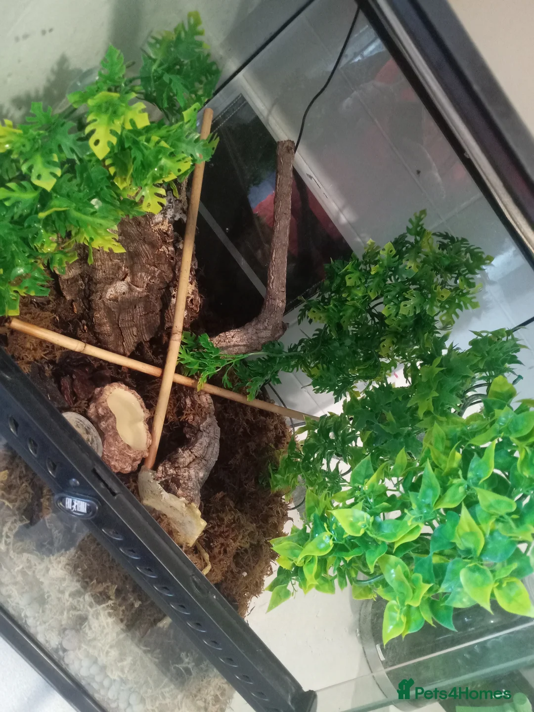 Gecko reptiles for sale: Crested gecko and full setup in Newcastle upon Tyne - Advert 2