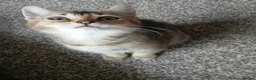 Domestic Shorthair cats for sale: 2 twin Kittens - Advert 3