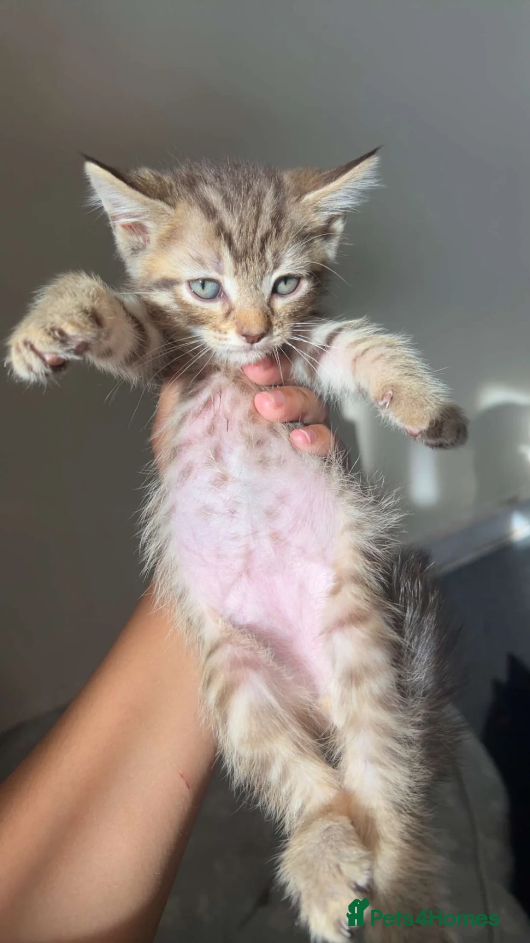 British Shorthair cats for sale: Tabby kittens  - Advert 6