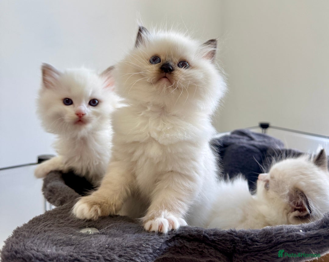 Ragdoll cats for sale: 💕 Beautiful Female Ragdoll 💕 - Advert 9