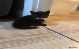 Mixed Breed cats for sale: 2 female + 2 male kittens  - Image 2