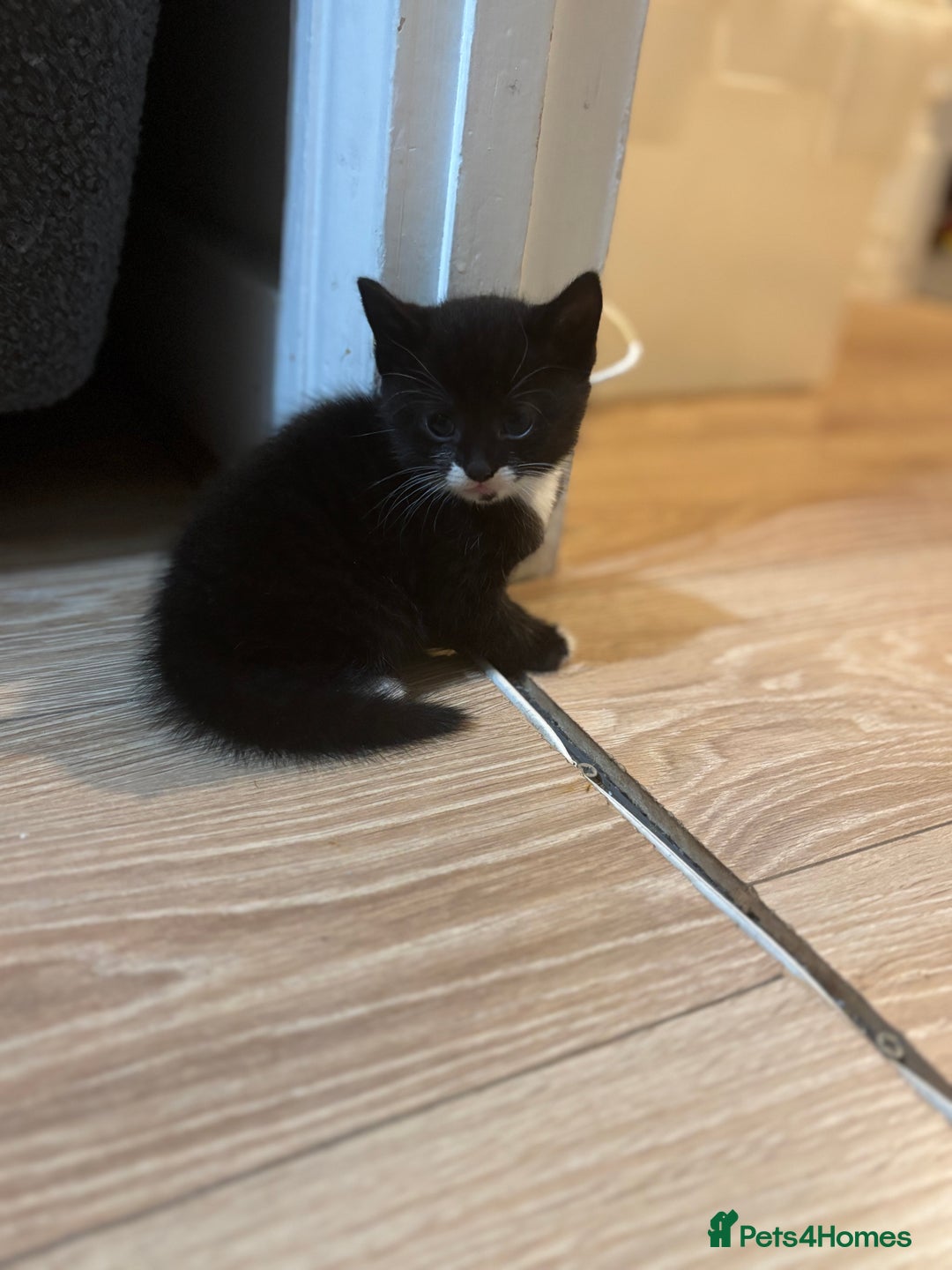 Mixed Breed cats for sale: 2 female + 2 male kittens  - Image 2