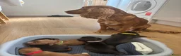 Cocker Spaniel dogs for sale: ⭐ 2 BEAUTIFUL COCKER SPANIEL BOYS⭐ - Advert 14