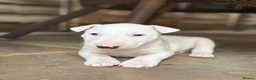 English Bull Terrier dogs for sale: English bull terrier puppies  in Camberley - Advert 4