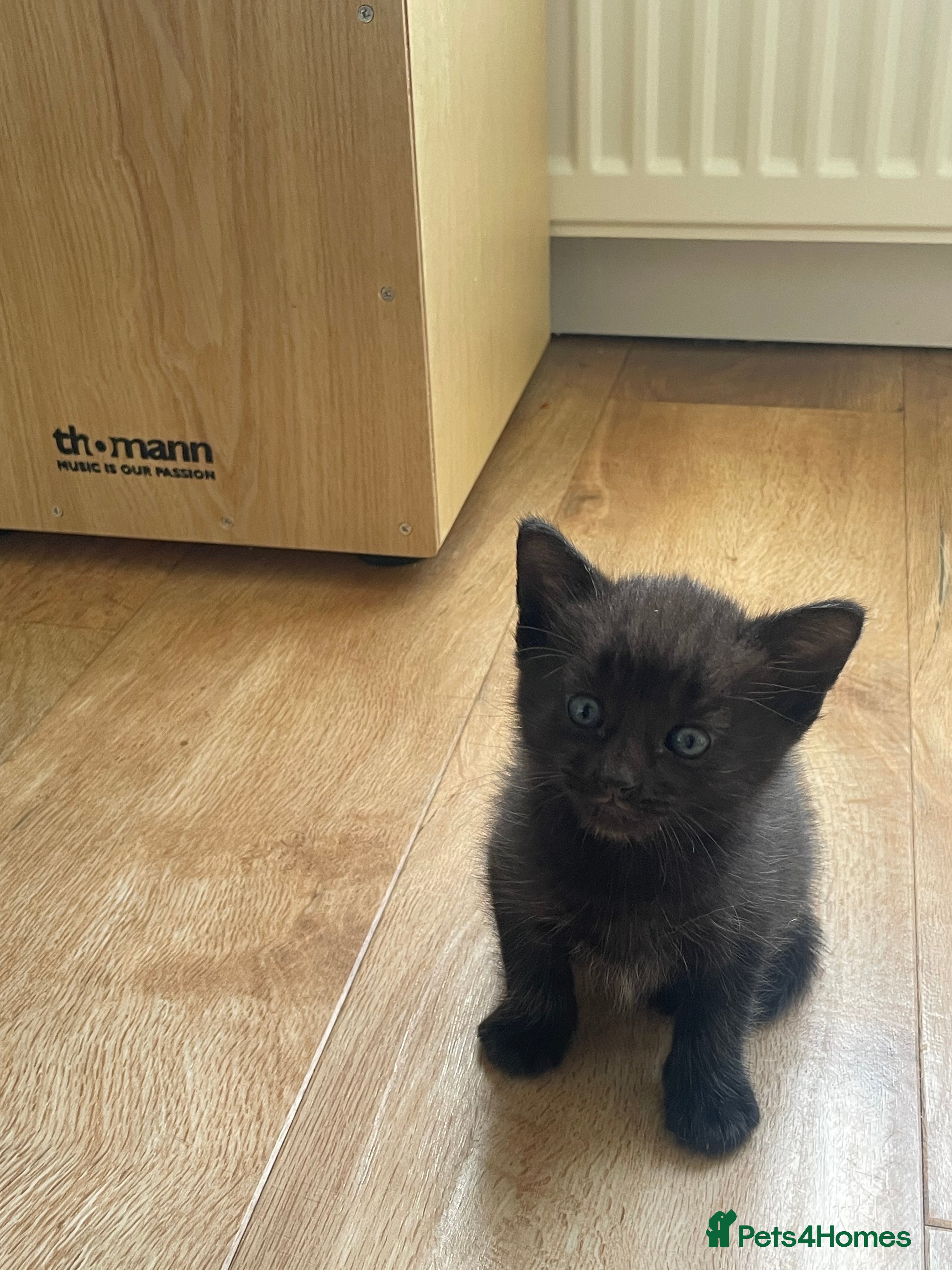 British Shorthair cats Kittens for sale - Advert 12
