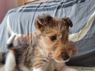 Fox Terrier dogs KC Wire Fox Terrier puppies for sale - Advert 1