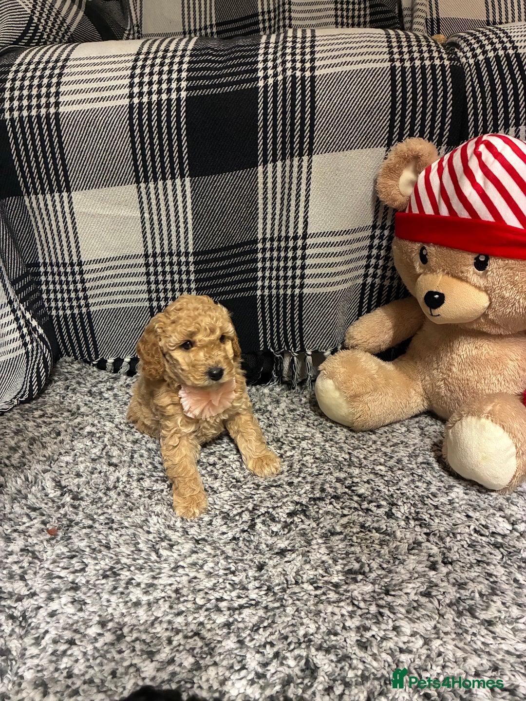 Miniature Poodle dogs for sale: miniature poodles  - Advert 36
