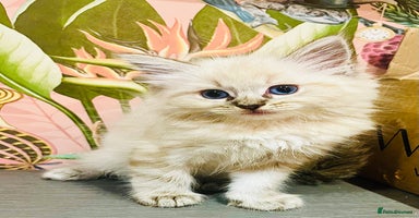 Ragdoll cats - Advert 6