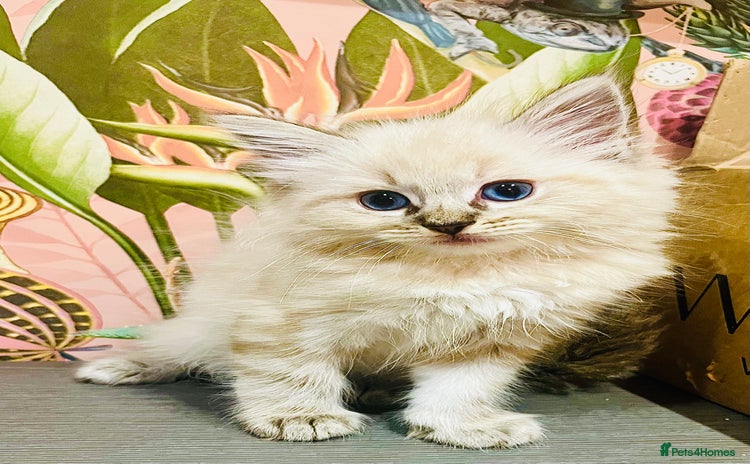 Ragdoll cats - Advert 15