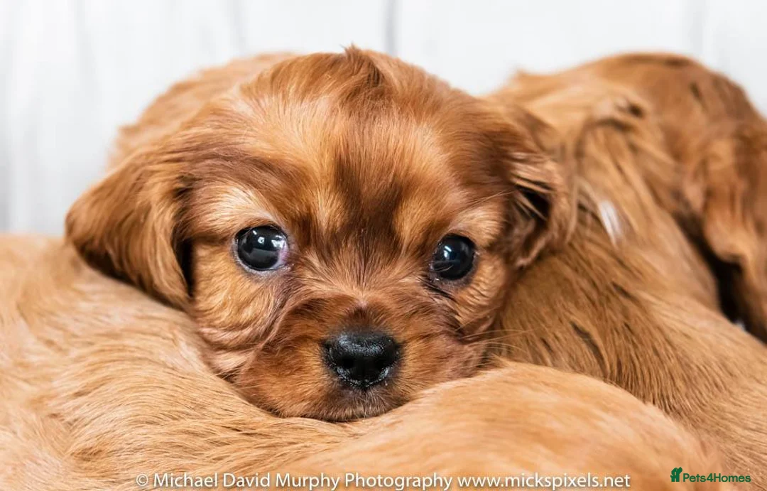 Cavalier King Charles Spaniel dogs for sale: Cavalier king charles adult female  - Advert 1