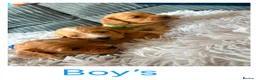 Cavapoo dogs for sale: F1 cavapoo puppies 🐶  - Advert 8