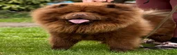 Chow Chow dogs for stud: Luca – Stunning Chocolate Chow Chow. - Advert 1