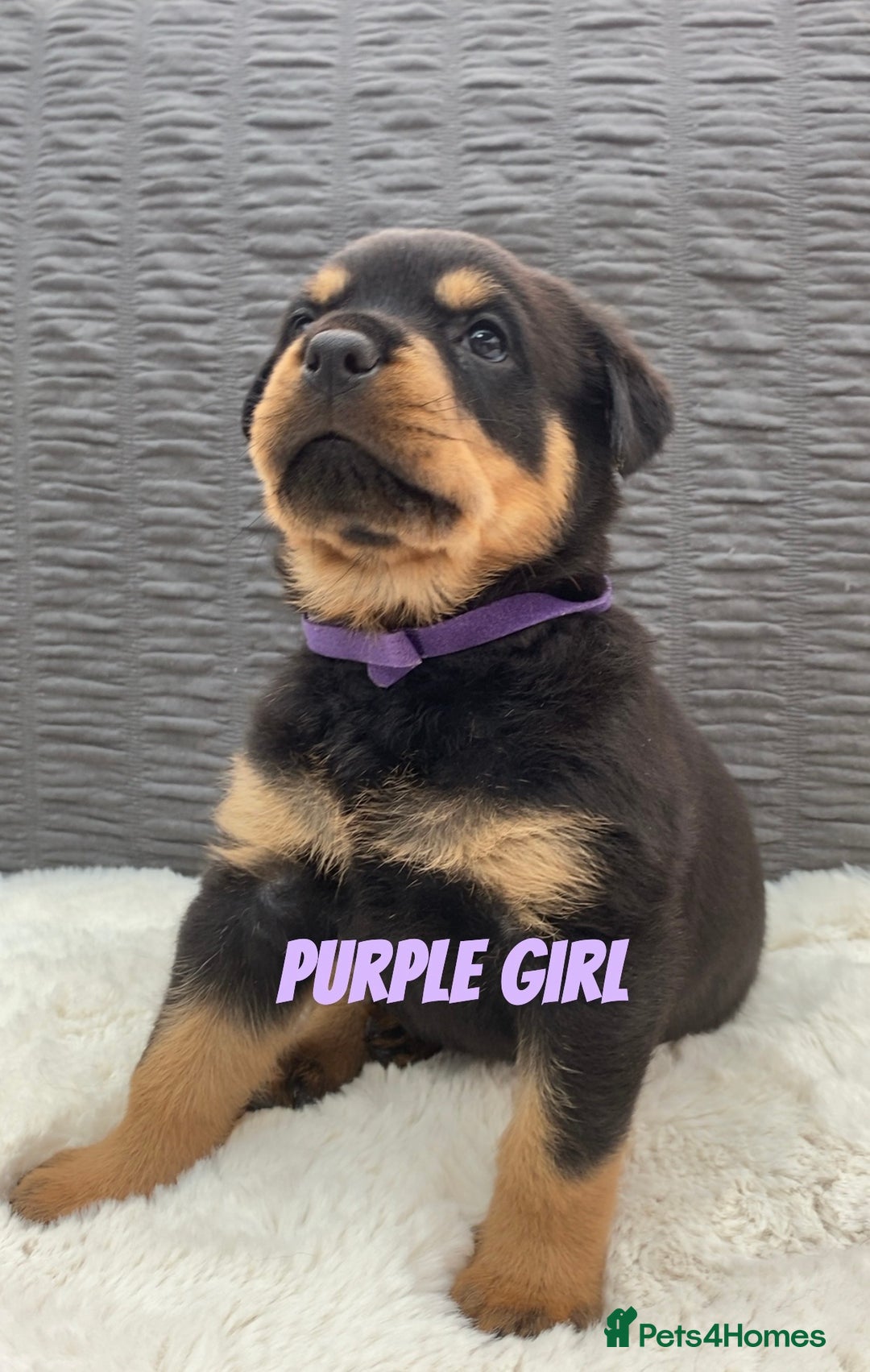 Rottweiler dogs for sale: KC Rottweiler puppies ready 16/11/25 - Image 17