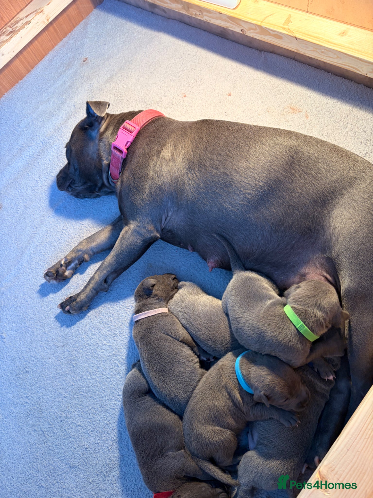 Staffordshire Bull Terrier dogs KC Registered Blue Staffordshire Bull Terriers - Advert 19