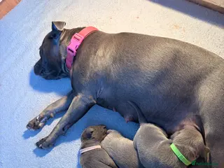 Staffordshire Bull Terrier dogs KC Registered Blue Staffordshire Bull Terriers - Advert 19