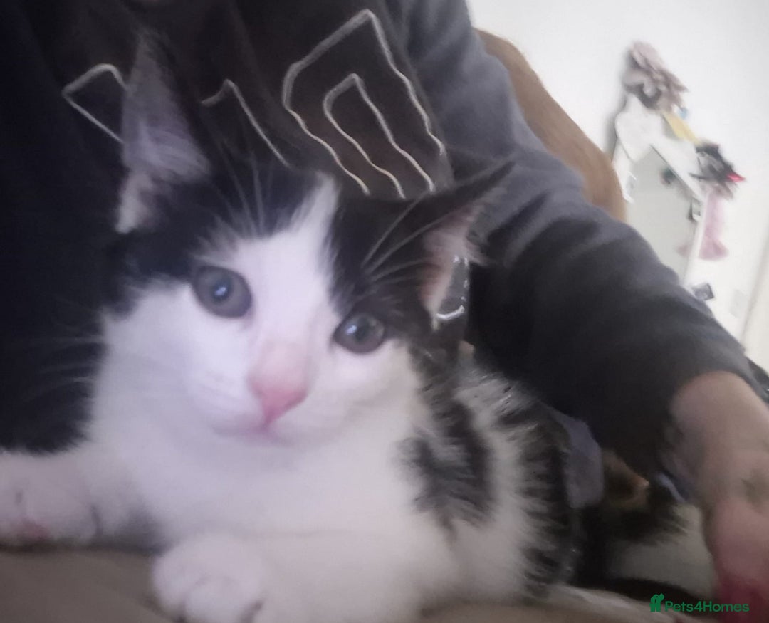 British Longhair cats for adoption: We have 3 rescue kittens searching for a family  - Image 2