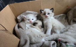 Ragdoll cats for sale: Pure Ragdoll Kittens  - Image 1
