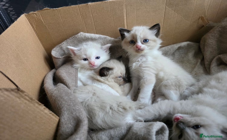 Ragdoll cats - Advert 12