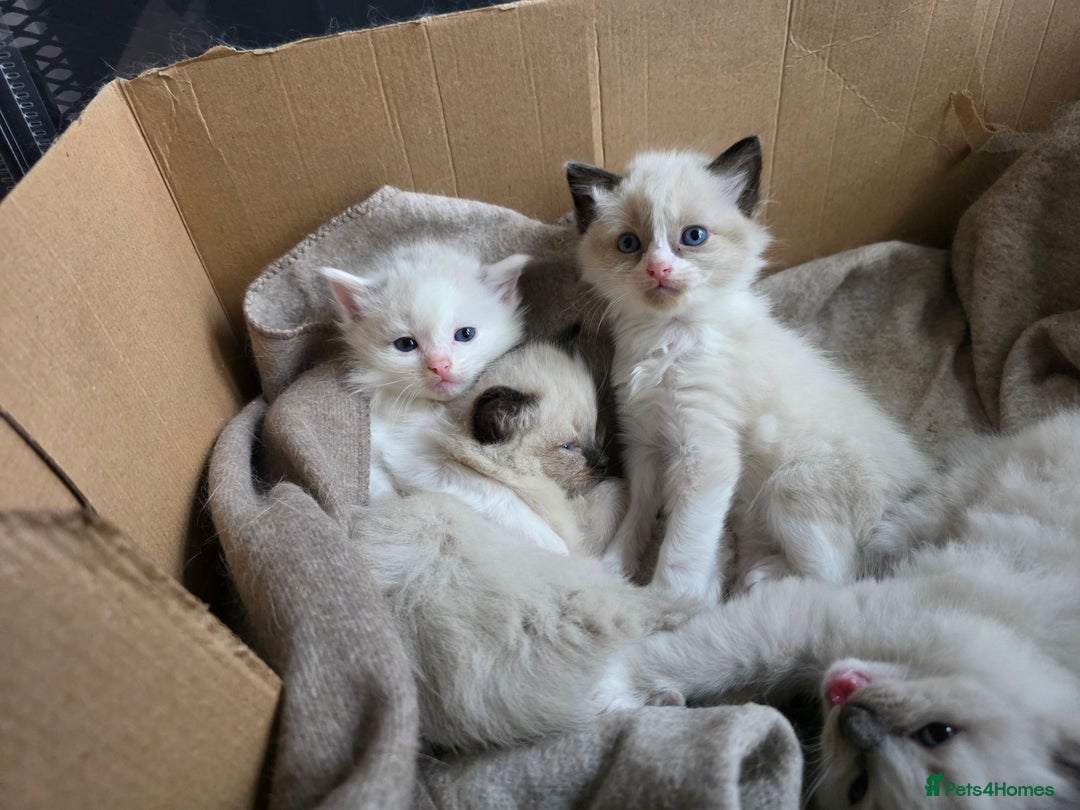 Ragdoll cats for sale: Pure Ragdoll Kittens  - Image 1
