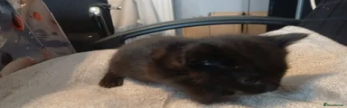 Black kitten 1